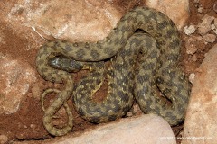 Natrix maura