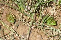 Pelophylax saharicus