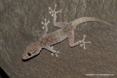Ptyodactylus oudrii