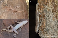 Ptyodactylus oudrii