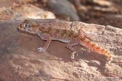 Stenodactylus mauritanicus