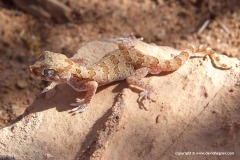 Stenodactylus mauritanicus