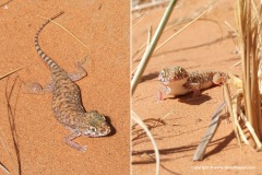 Stenodactylus petrii