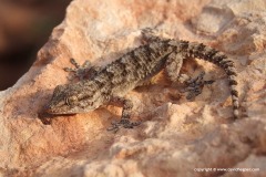 Tarentola mauritanica