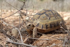 Testudo graeca