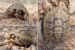 Testudo graeca