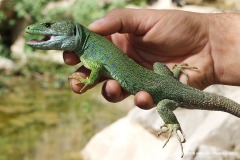 Timon tangitanus