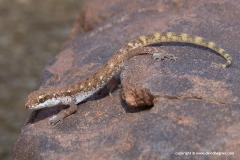 Tropiocolotes tripolitanus