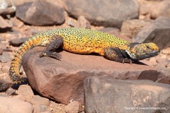 Uromastyx nigriventris