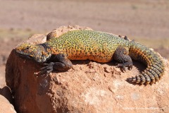 Uromastyx nigriventris