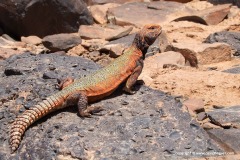 Uromastyx nigriventris