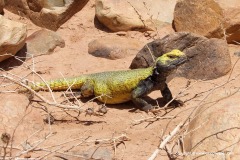 Uromastyx nigriventris