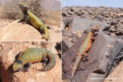 Uromastyx nigriventris