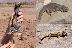 Uromastyx nigriventris