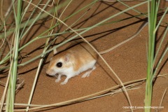 Dipodillus campestris