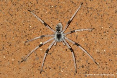 Cerbalus sp.