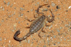 Scorpionida sp.