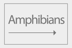 Amphibians