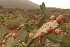 Near Sidi Ifni