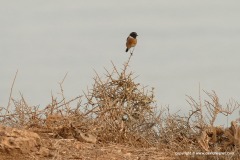 Saxicola rubicola