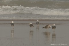 Larus fuscus / michahellis