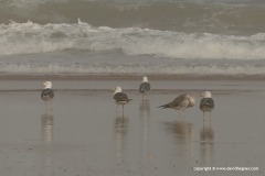 Larus fuscus / michahellis