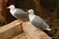 Larus fuscus / michahellis