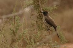 Pycnonotus barbatus