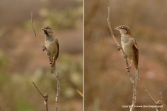 Passer domesticus