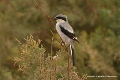 Lanius meridionalis