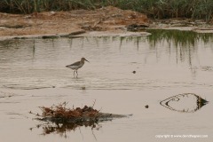 Calidris ferruginea