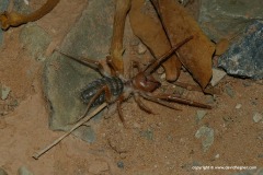 Solifugae sp.