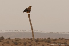 Buteo rufinus