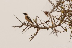 Oenanthe hispanica