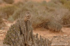 Athene noctua