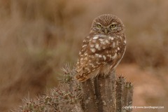 Athene noctua