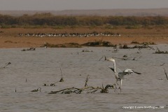 Ardea cinerea