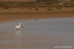 Platalea leucorodia