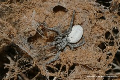 Araneidae sp.