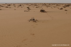 Near Tarfaya