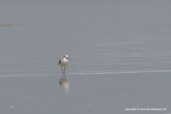 Calidris alba