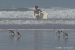 Calidris alba