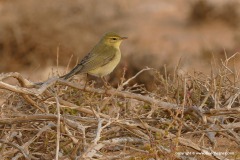 Phylloscopus collybita