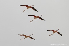 Phoenicopterus roseus