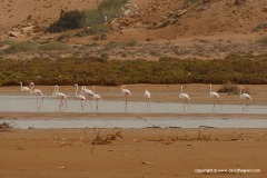 Phoenicopterus roseus