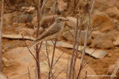 Muscicapa striata