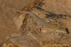 Acanthodactylus aureus