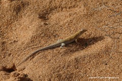 Acanthodactylus aureus