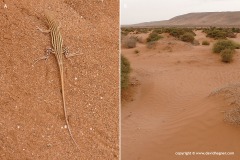 Acanthodactylus boskianus