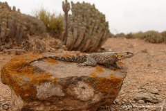 Agama impalearis